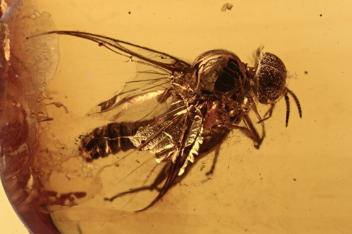 Fossil Wood Gnat (Anisopodidae) In Baltic Amber #270631